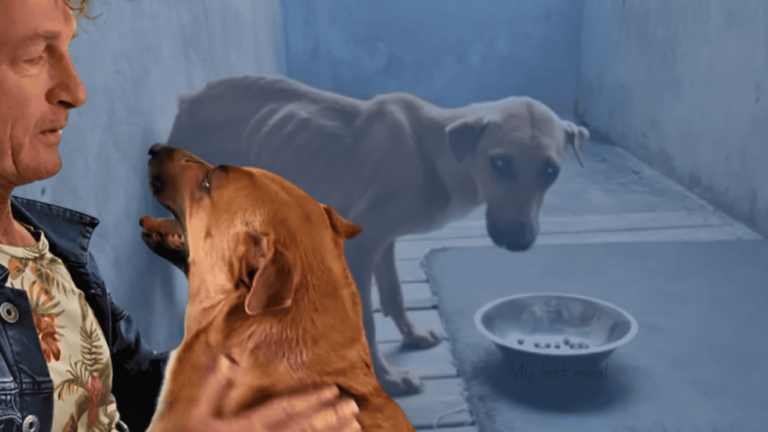 Owner Surrenders Dog for Euthanasia Because She Wasn’t a Good Guard Dog, But A Good Samaritan Steps in