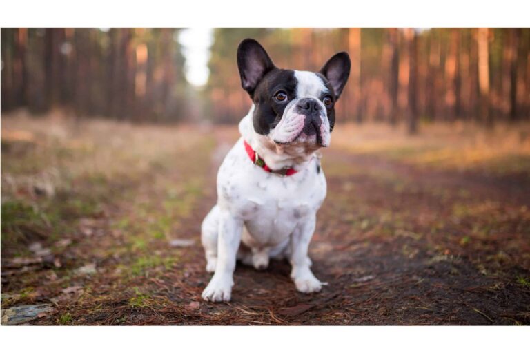 french bulldog