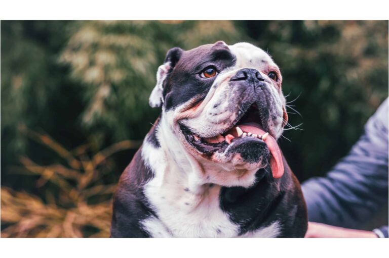 bulldog