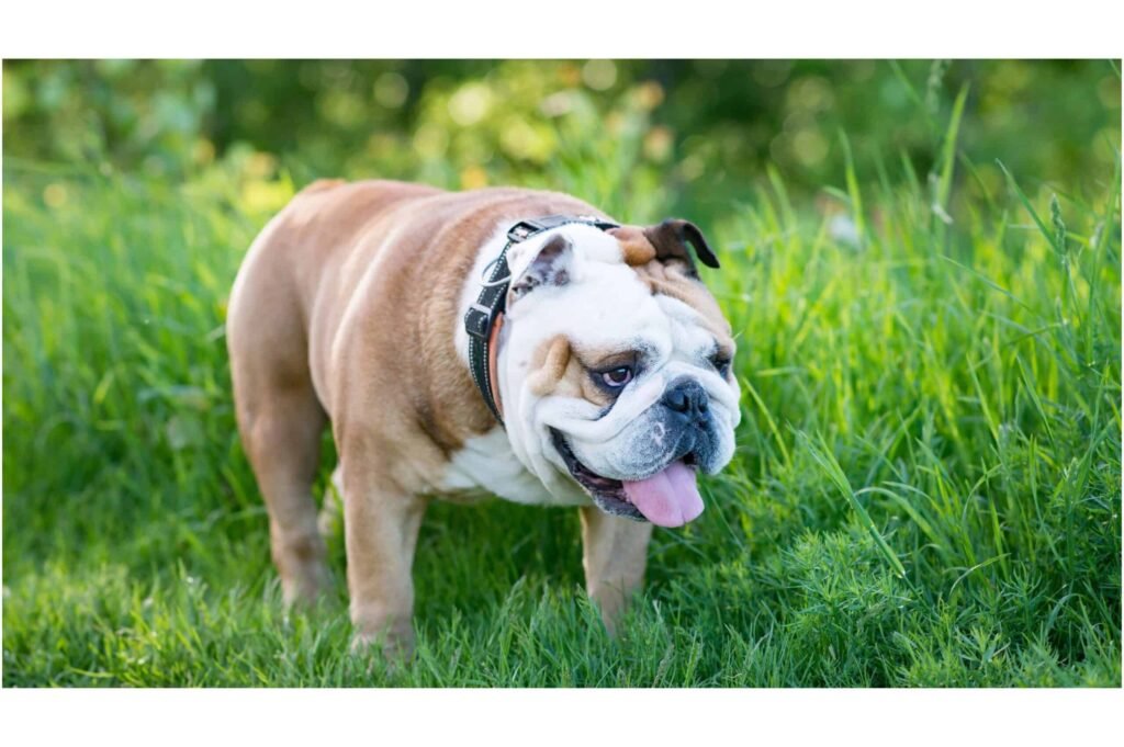 bulldog