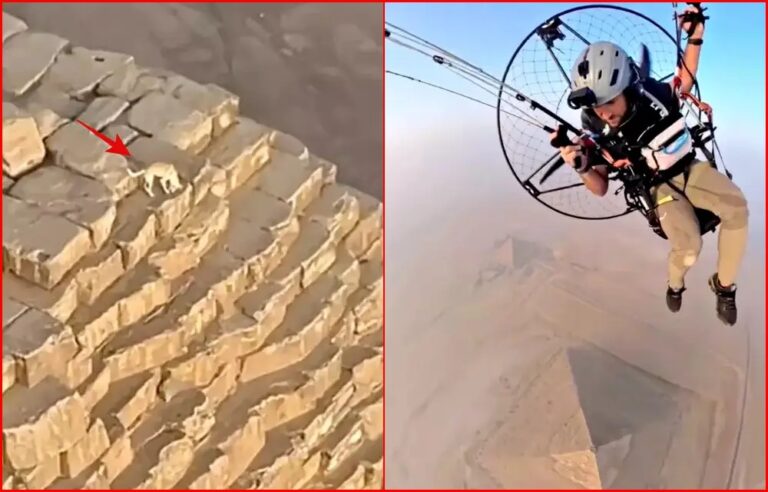 dog atop pyramid of Giza