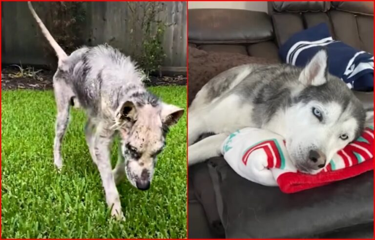 Husky makes transformation