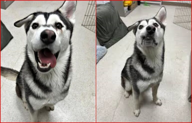 Woman Drives 2,500 Miles to Adopt Unwanted Husky Because He Was Ugly