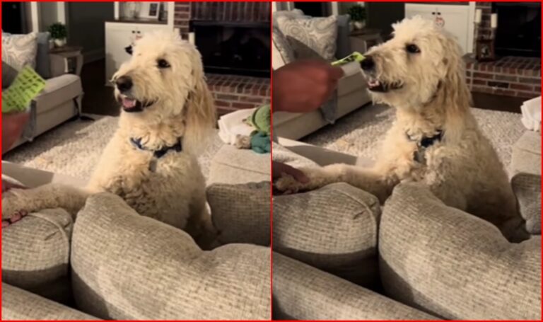 Dog's reaction to report card