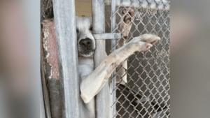 dog reaches paw