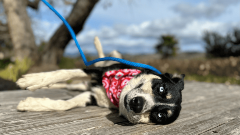 11 Things Humans Do That Dogs Dislike