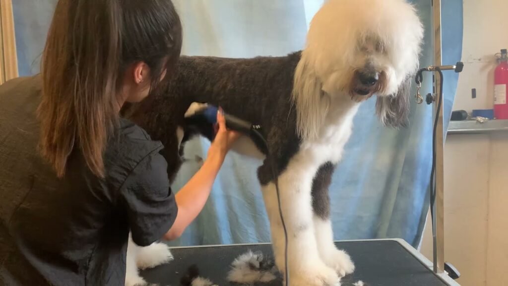 Sheepadoodle grooming