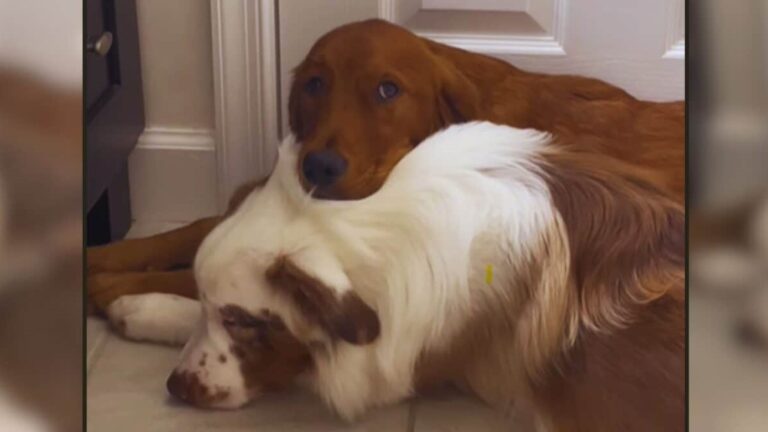 dog's wakeup call for deaf brother