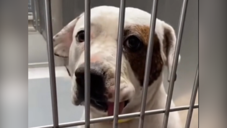 Scarred and Battered Dog Dumped at Shelter with Heart-Wrenching Secret