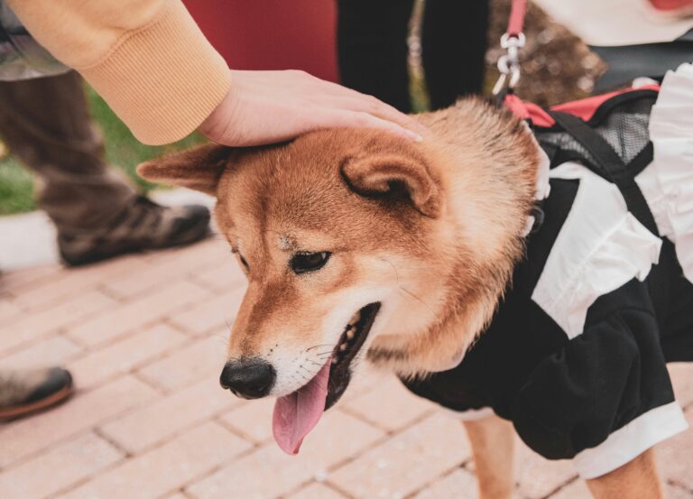 Patting a dogs head.