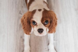 Dog eyes