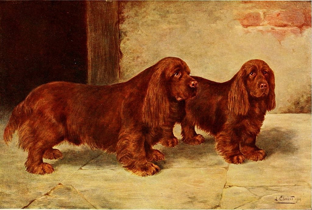 Sussex Spaniel