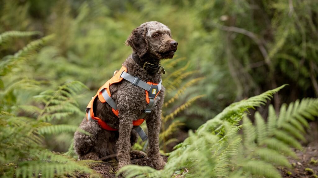 Daisy, wildlife detection dog