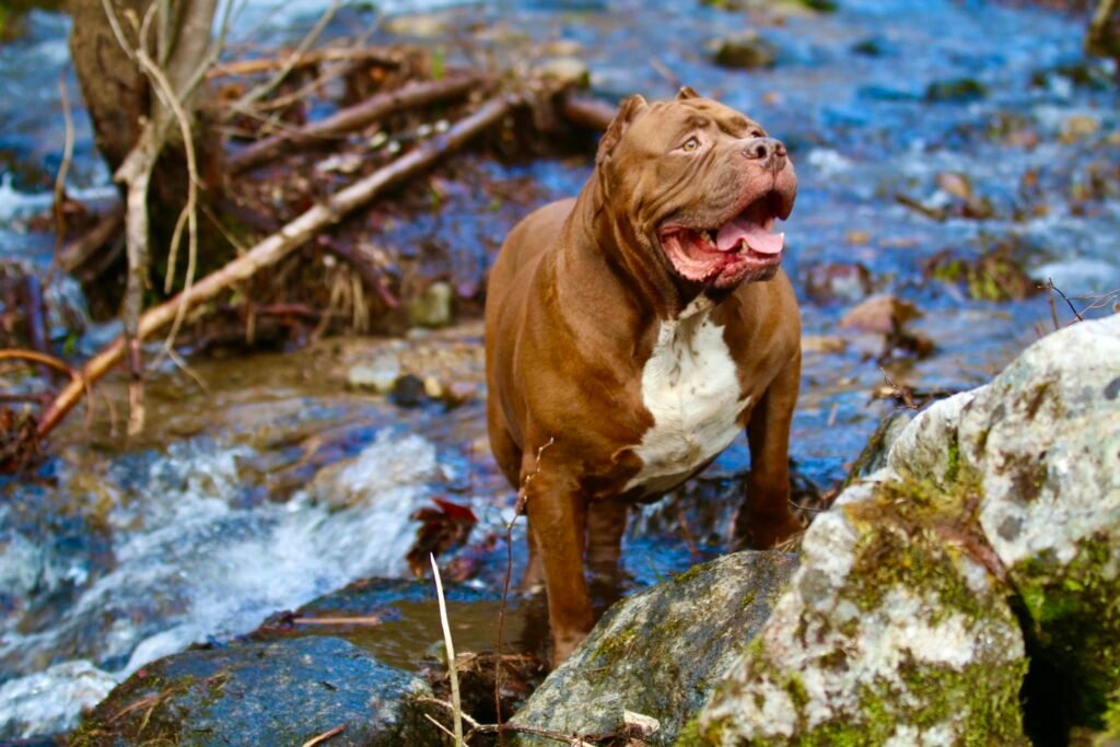 Hulk enjoying the outdoors