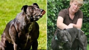 Wendy Muscular Dog