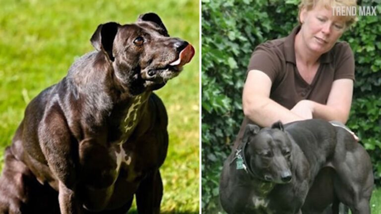 Wendy Muscular Dog