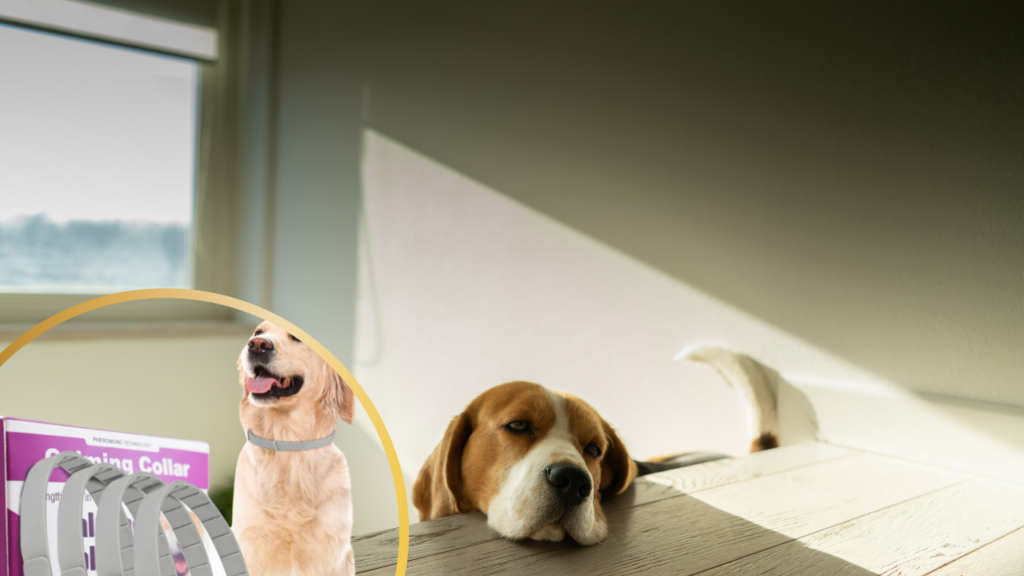 Calming dog collar