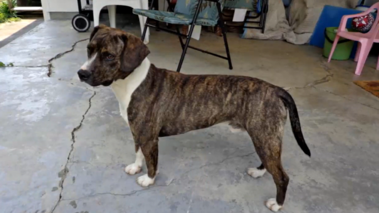 A short boggle dog