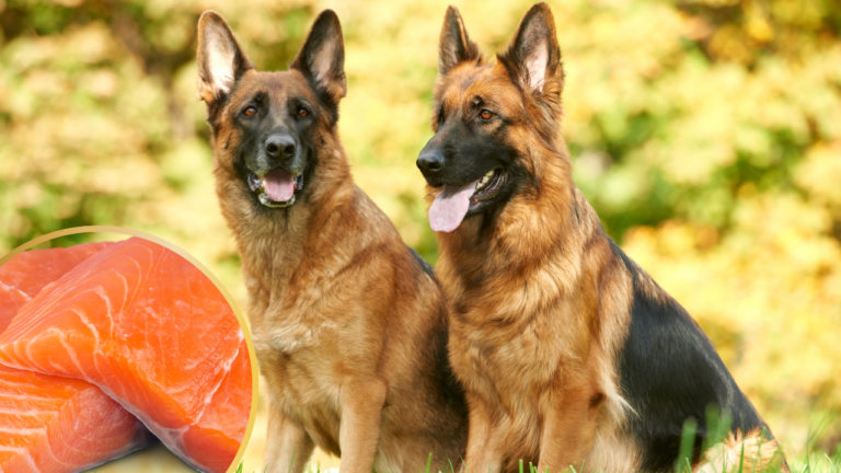 Two beautiful German Shepherds