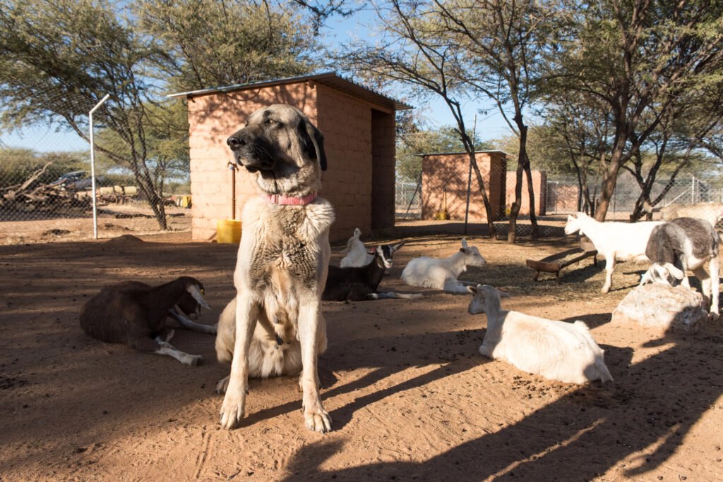 Anatolian Shepherd Dog guarding flock of sheep