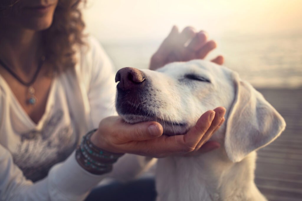 Calm Dog