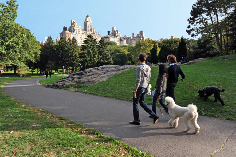 People walking dogs in New York