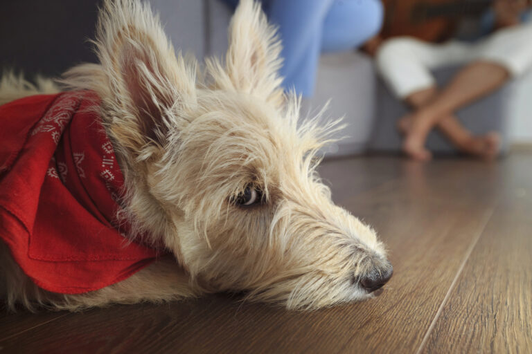 Stressed dog
