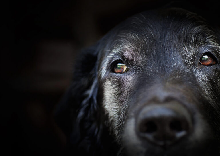 Older labrador