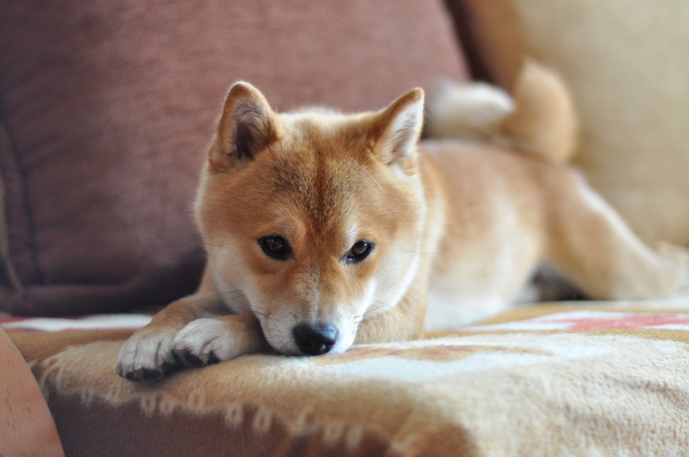 Shiba Inu