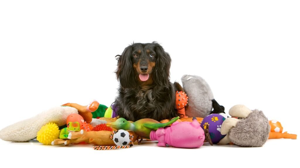 Daschund with toys