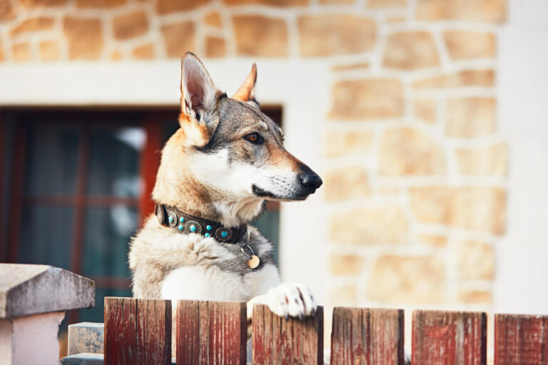 gaurd dog