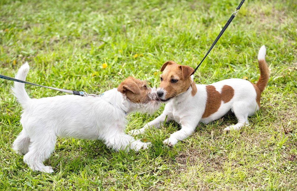 Cute Jack russel terrier in park