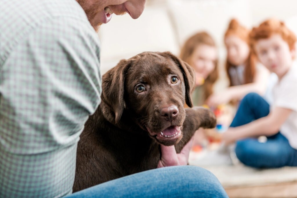 Labrador Retriever with family