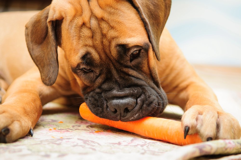 Dog eating a carrot.