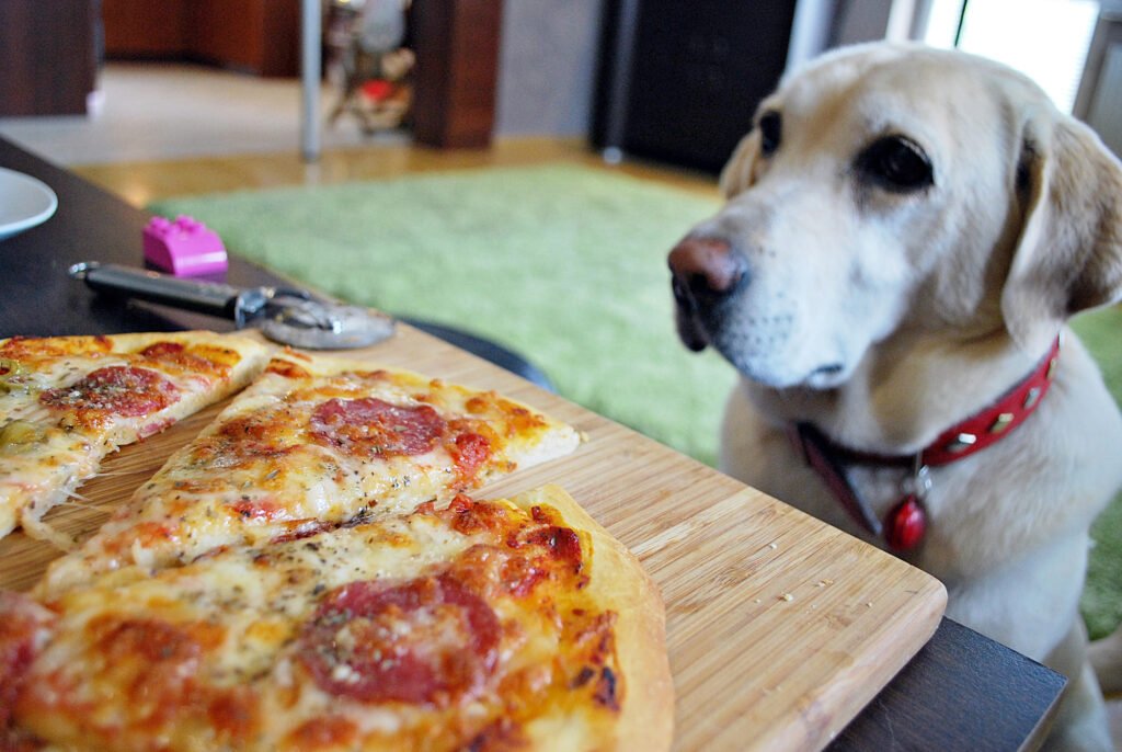Dog looking at pizza
