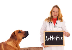 Dog arthritis.