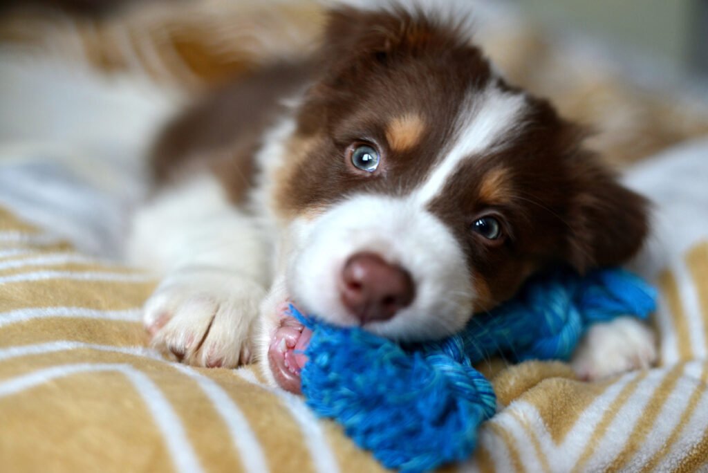 puppy chewing toy