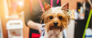 dog grooming