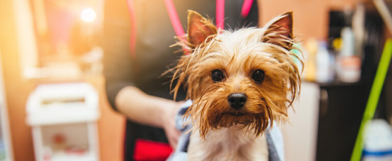 dog grooming