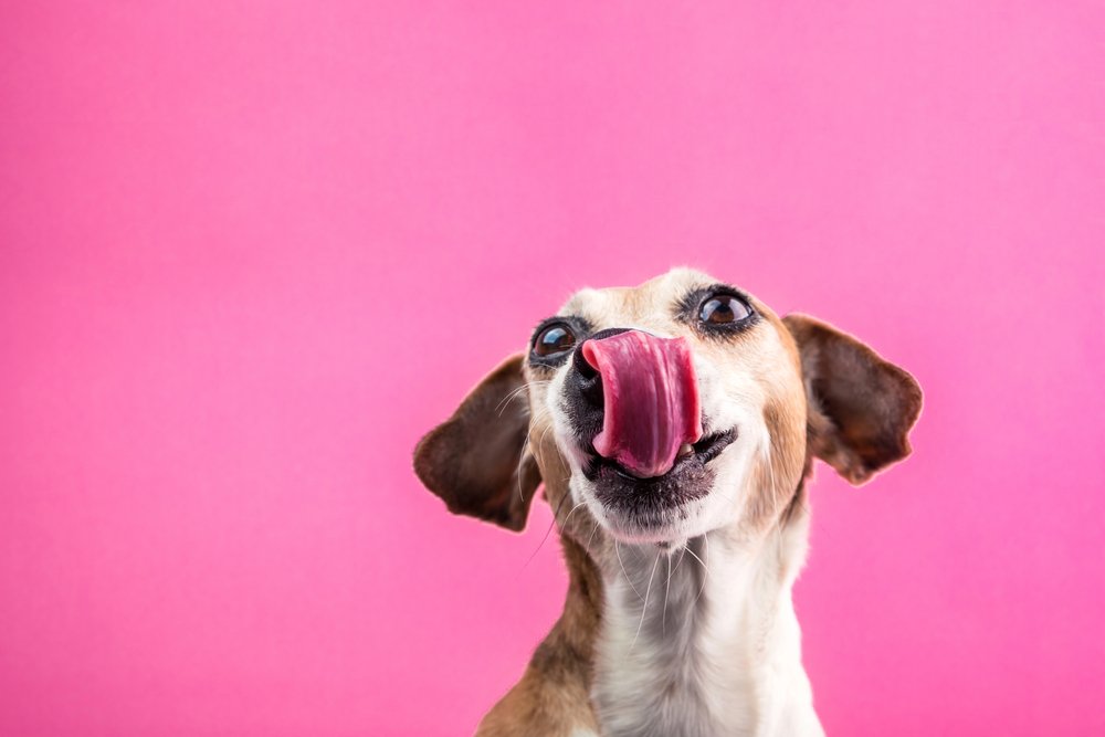 Happy smiling dog