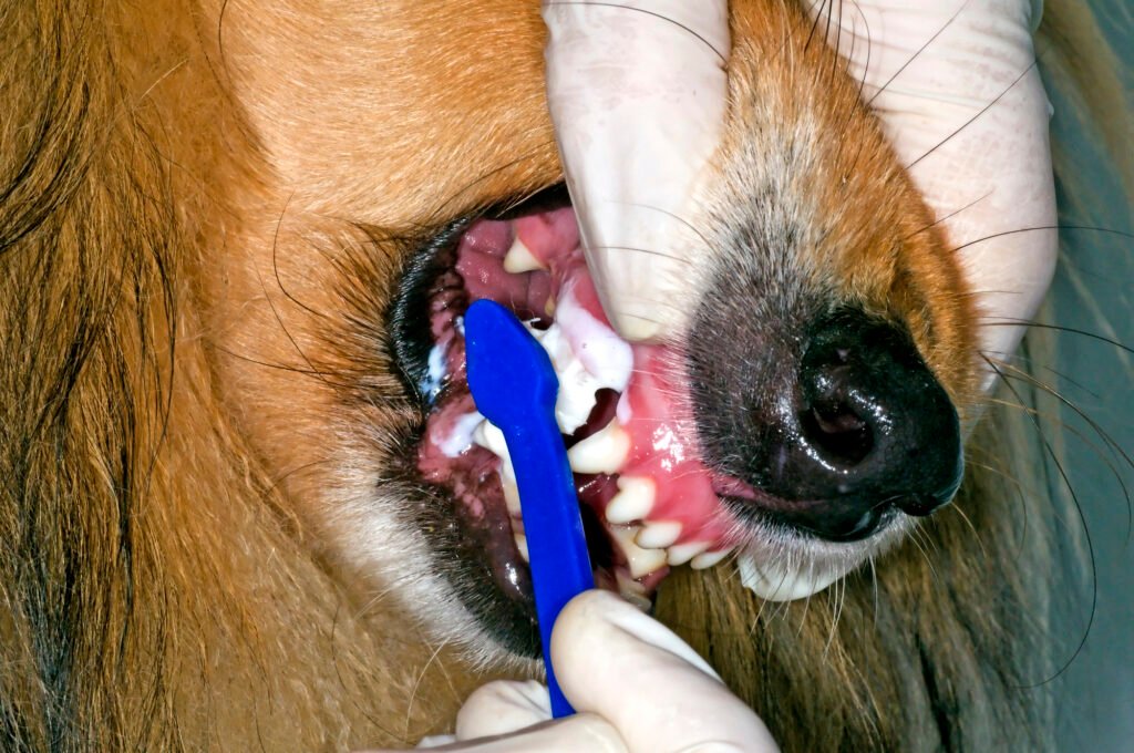 Cleaning a dog's teeth