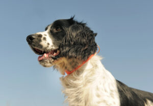 French spaniel