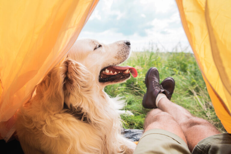 Dog in a tent