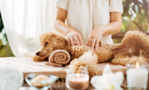 Woman giving body massage to a dog