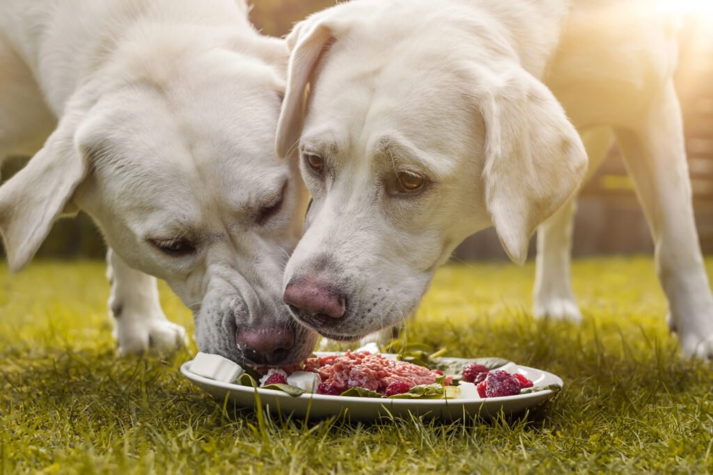 Dogs eating.