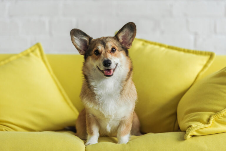 dog on sofa