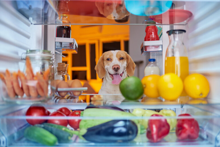 dog in the refridgerator