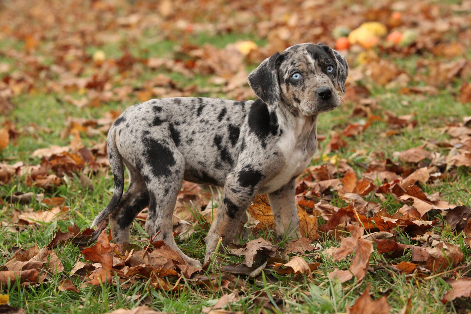 20 All American Dog Breeds Born and Bred in the USA