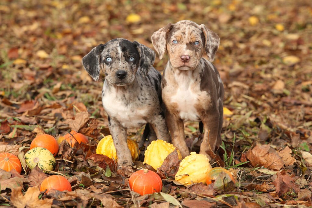 Catahoula Puppies. 
