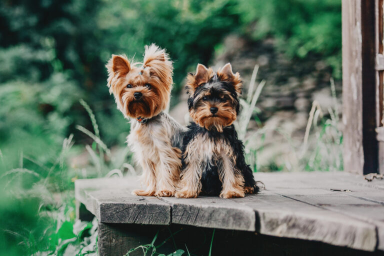 Yorkshire Terrier